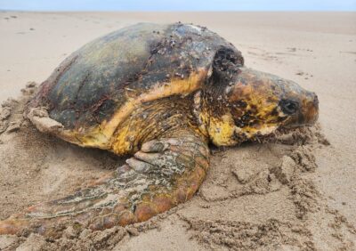 Turtle 1